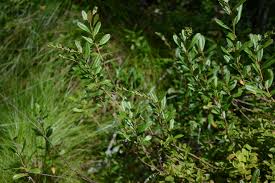 Attēlu rezultāti vaicājumam “Chamaedaphne calyculata”