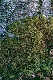 Attēlu rezultāti vaicājumam “Rhytidiadelphus”