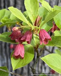 Attēlu rezultāti vaicājumam “Enkianthus campanulatus”