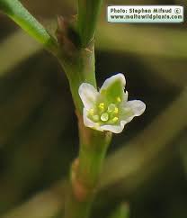 Attēlu rezultāti vaicājumam “Polygonum arenastrum flower”