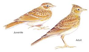 Attēlu rezultāti vaicājumam “Alauda arvensis adult”