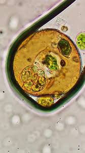 Attēlu rezultāti vaicājumam “Fuligo leviderma spores”