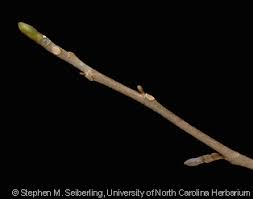 Attēlu rezultāti vaicājumam “Liriodendron tulipifera bud”