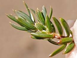 Attēlu rezultāti vaicājumam “Juniperus communis leaf”