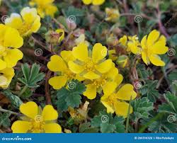 Attēlu rezultāti vaicājumam “Potentilla arenaria”