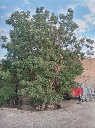 Attēlu rezultāti vaicājumam “Juglans x sinensis”