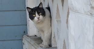 Image result for cat found