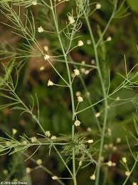 Attēlu rezultāti vaicājumam “Asparagus officinalis leaf”