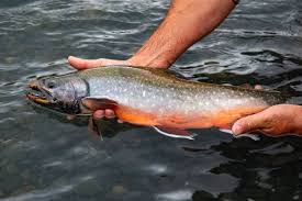Image result for Salvelinus alpinus