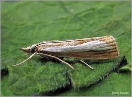 Attēlu rezultāti vaicājumam “Catoptria margaritella”