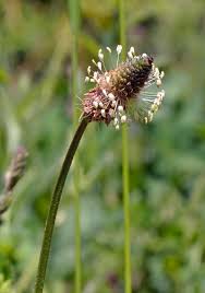 Attēlu rezultāti vaicājumam “Plantago lanceolata bud”