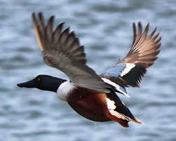 Attēlu rezultāti vaicājumam “Anas clypeata male”