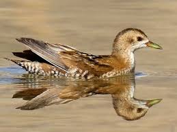 Image result for Porzana parva