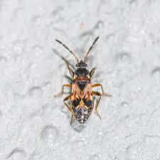 Attēlu rezultāti vaicājumam “Scolopostethus thomsoni”