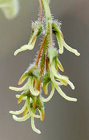 Attēlu rezultāti vaicājumam “Acer negundo female flower”