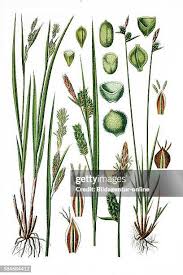 Attēlu rezultāti vaicājumam “Carex pallescens”