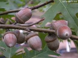 Attēlu rezultāti vaicājumam “Quercus rubra”