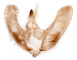 Attēlu rezultāti vaicājumam “Pyrausta cingulata”