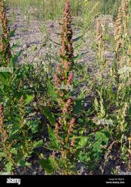 Attēlu rezultāti vaicājumam “Chenopodium rubrum leaf”