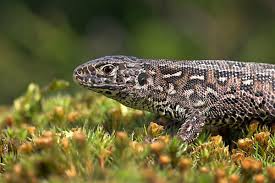 Attēlu rezultāti vaicājumam “Lacerta agilis female”