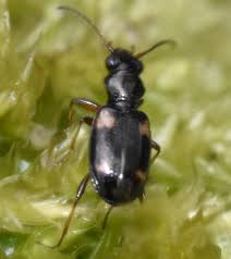 Attēlu rezultāti vaicājumam “Bembidion quadrimaculatum”