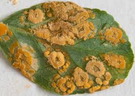 Attēlu rezultāti vaicājumam “Melampsora epitea”