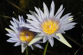 Attēlu rezultāti vaicājumam “Nymphaeaceae”