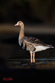 Attēlu rezultāti vaicājumam “Anser albifrons”