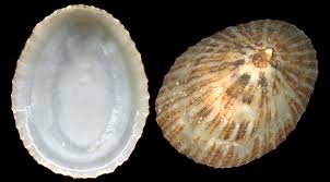 Attēlu rezultāti vaicājumam “Tubifera applanata sessile”