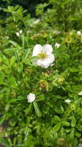 Attēlu rezultāti vaicājumam “Pentaphylloides fruticosa flower”