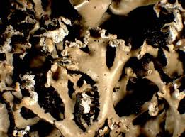 Attēlu rezultāti vaicājumam “Hypogymnia vittata”