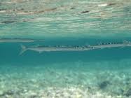 Attēlu rezultāti vaicājumam “Belone belone”