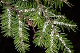 Attēlu rezultāti vaicājumam “Tsuga canadensis”