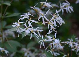 Attēlu rezultāti vaicājumam “Gillenia trifoliata flower”