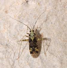 Attēlu rezultāti vaicājumam “Phytocoris tiliae imago”