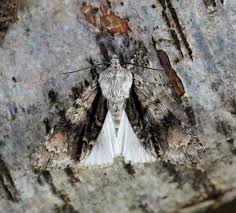 Attēlu rezultāti vaicājumam “Acronicta alni”