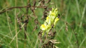 Attēlu rezultāti vaicājumam “Linaria vulgaris flower”