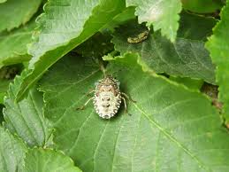 Attēlu rezultāti vaicājumam “Acanthosoma haemorrhoidale imago”