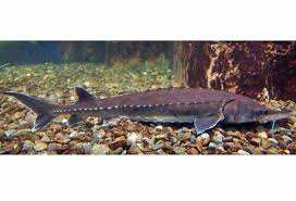 Image result for Acipenser oxyrinchus