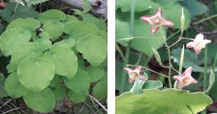 Attēlu rezultāti vaicājumam “Epimedium alpinum”