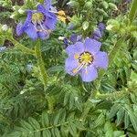Attēlu rezultāti vaicājumam “Polemonium caeruleum leaf”