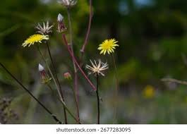 Attēlu rezultāti vaicājumam “Hieracium laevigatum”