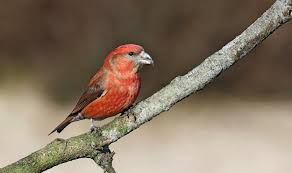 Attēlu rezultāti vaicājumam “Loxia pytyopsittacus”