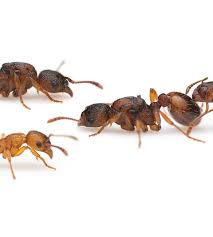 Attēlu rezultāti vaicājumam “Myrmica rubra”