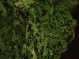 Attēlu rezultāti vaicājumam “Micarea sp.”