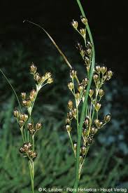 Attēlu rezultāti vaicājumam “Juncus compressus”