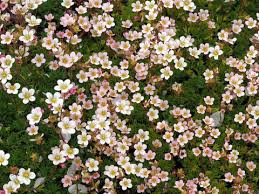 Image result for Steinbrech