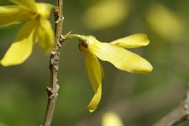 Attēlu rezultāti vaicājumam “Forsythia viridissima”