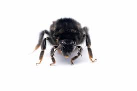 Attēlu rezultāti vaicājumam “Bombus lapidarius”