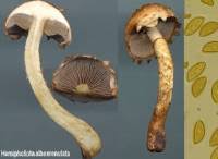 Attēlu rezultāti vaicājumam “Stropharia albocrenulata”